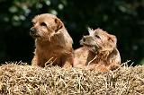 NORFOLK TERRIER 024